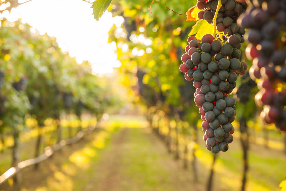 Convierte el vino en tu profesión: ¿Cómo es el trabajo en un viñedo?